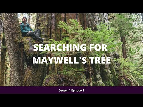 Searching for Maywell's Tree S1 EP 2