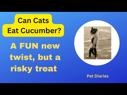 Can Cats Eat Cucumbers | A risky treat