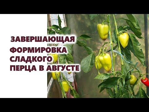 , title : 'Завершающая формировка плодов сладкого перца в августе'