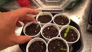 2021 Super Hot Grow Series Ep02 - Sprouting Seeds and Q&amp;A