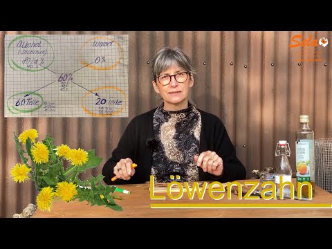 Making dandelion tincture