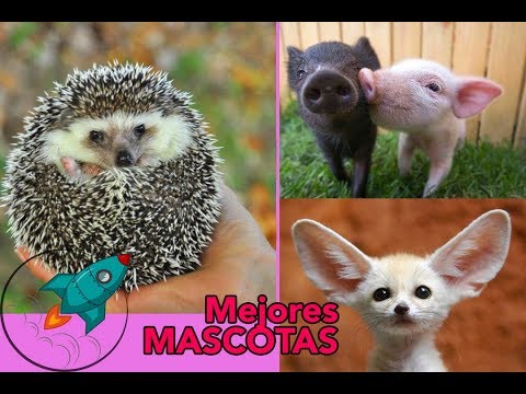 , title : '▶️ Los 10 MEJORES animales para tener en CASA como MASCOTAS 🐈'