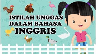 PETUALANGAN SI BUNBUN - Mengenal Aneka Jenis Unggas dalam Bahasa Inggris