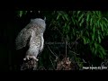 Spot Bellied Eagle Owl Bubo Nipalensis Juvenile Learning To Fly And Waiting For Food From Mom