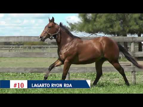 10 - LAGARTO RYON RDA - GRAN REMATE 2018 - RINCON DEL AGUARA