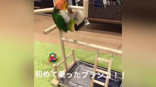スウちゃんの初ブランコ