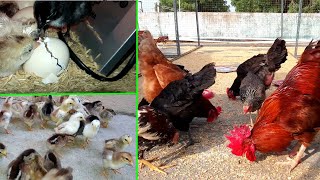 Chicken Growth (Day 1 to 3 Months) || Raising Chickens at Home