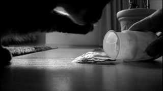 MY CAT LOVES YOGURT / MUSIC : Kid Simius - Die letzten 20 Sekunden