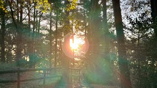 Woodland Chronicles Week 45  –  The Clarion for Peace.