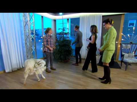 Här käkar geten Kalla upp Nyhetsmorgons julgran - Nyhetsmorgon (TV4)