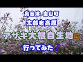 【景勝地】奥会津 金山町 太郎布高原アザキ大根自生地に行ってみた！