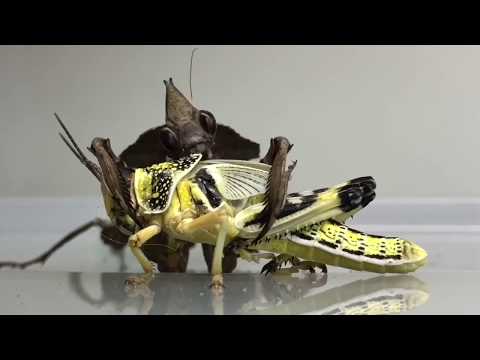 Praying Mantis eating a whole Locust ( TIMELAPSE 3 Hours in 1:30min ! )