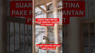 Download lagu SUARA SRDC BETINA#shorts #short #srdcgacor mp3