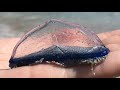 Facts: The By-the-Wind Sailor (Velella velella)
