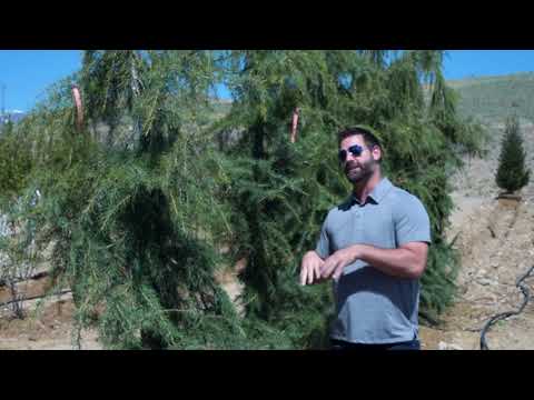 Blue Cedar of Lebanon