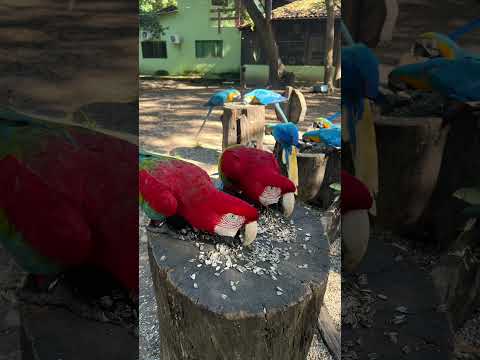 #matogrossodosul #peixes #aves #araras #aquidauana #nature #brasil #natureza #relaxing