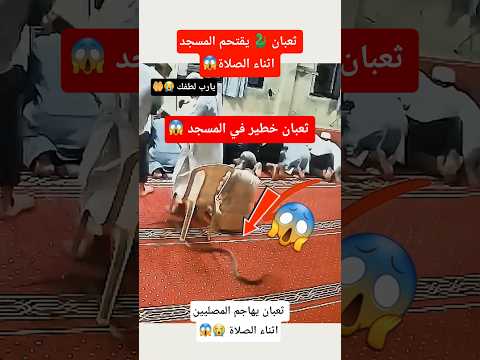 Oh God, have mercy! 😱🥀😨😭 Glory be to God! 😨😱🥀😭💔 Praise be to God, the Almighty! 😭🥀💔😨 A snake in t...