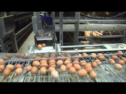 OMAZ Italy - RIDEAU SAUVE OEUF | cage poules pondeuses