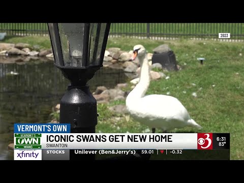 The royal swans of Swanton get a new pond