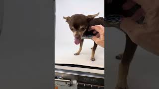 Video preview image #1 Chihuahua Puppy For Sale in Benton, LA, USA