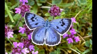 BOB LIND   ELUSIVE BUTTERFLY