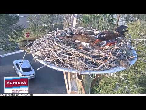 Achieva Osprey Cam ~ Jack's First Views of the First Egg, Feb 07, 2018