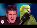 10 FUNNIEST Animal Auditions EVER On Got Talent