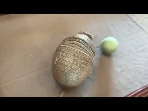 Armadillo catching a ball