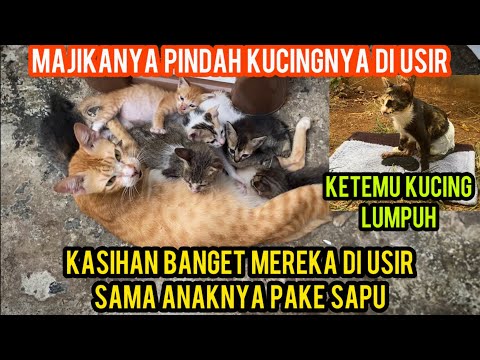 KUCING INI SEDIH DI USIR DARI KONTRAKAN SAMA ANAK-ANAKNYA KARENA MAJIKANYA PINDAH..!