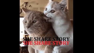 Download lagu Yui Yamaguchi - She Share Story 😹 [TikTok Cute Song] ||Lyrics on description mp3