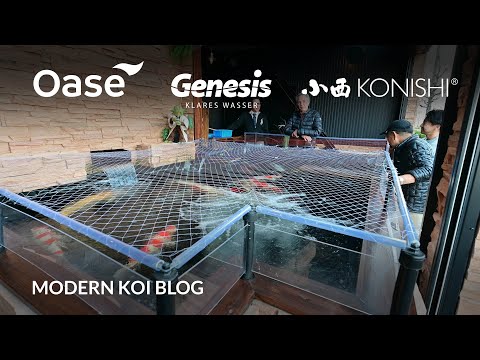 Modern Koi Blog #5722 - Live aus Japan: Nochmals bei Hanato-san Sein Teich nach der Erweiterung