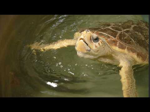 From Rescued to Reunited: Watch This Loggerhead Sea Turtle's Heartwarming Journey Back to the Ocean!