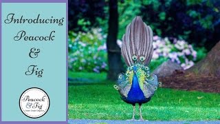 Introducing Peacock & Fig