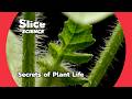The Hidden World Of Plants Survival Evolution SLICE SCIENCE FULL DOC