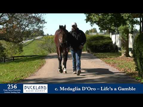 Hip 256 | Fasig-Tipton Kentucky October Yearling Sale 2020