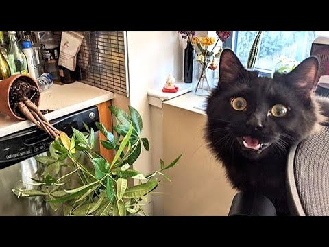 Funniest Cats 😹- Best Of The 2022 Funny Cat and Dog Videos 😂- Family Cats