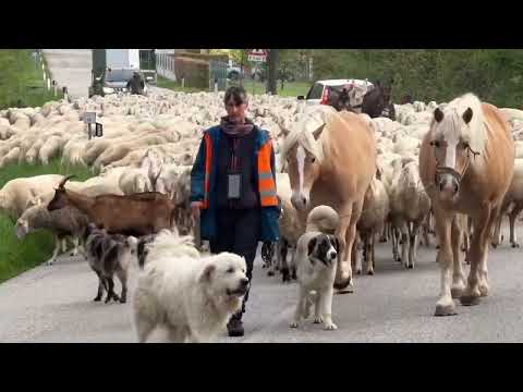 MAGNIFICHE immagini della transumanza🐑🦮🚶🏾‍♀️