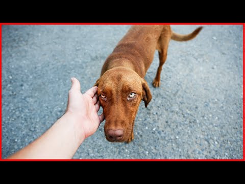 Do Random Dogs Often Come up to You? Here Is Why!