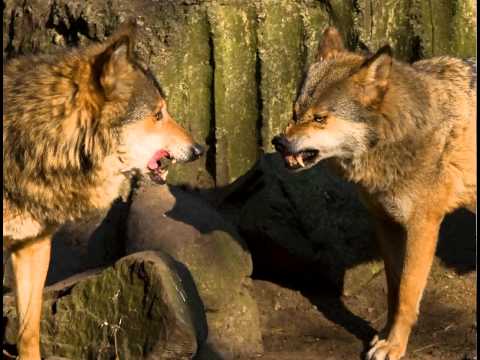 Snarling of wolves/ Knurren der Wölfe/ Warczenie wilkówSOUND EFFECTS