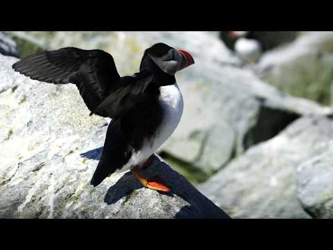image-Where can I find puffins in Maine?