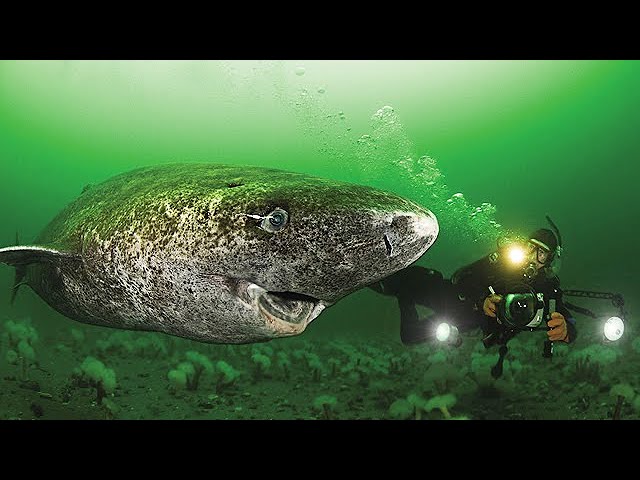 Oldest Shark in the World - 512 Year Old Greenland Shark