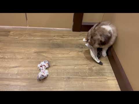 Miniature Australian Shepherd - 4800 video preview
