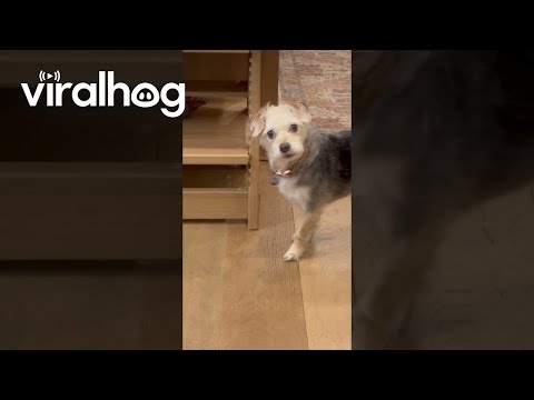 Penny the Dog Didn't Sneak Food Before Her Walk || ViralHog