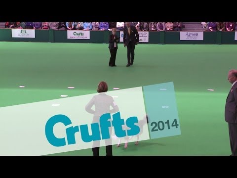 Obedience Dog Championships - Scents | Crufts 2014