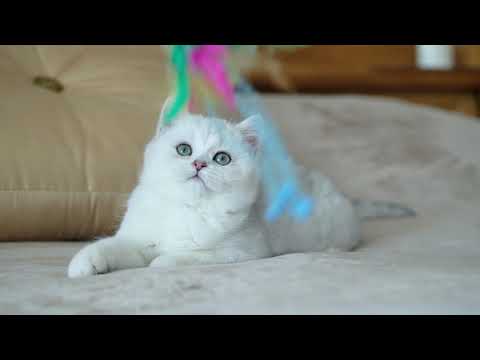 Onika Nishele Silvertales - 12 weeks