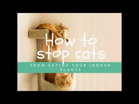 How To Stop Cats From Eating Indoor Plants
