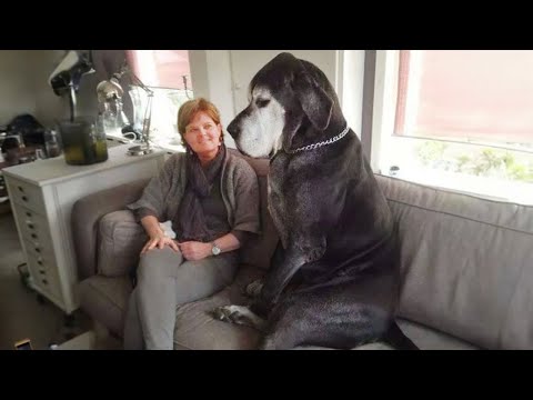 Ce chien dogue allemand est plus drôle que vous ne pouvez l'imaginer