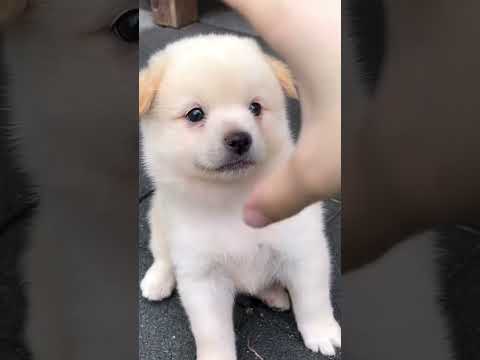 puppy 🐕🐾    #puppy #viral #youtube #cute #puppylife #youtubeshorts #india