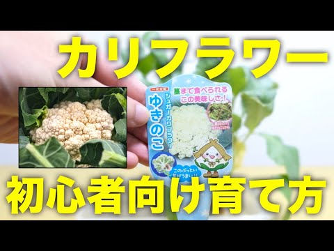 カリフラワーの準備: どのようなオプションがありますか? 植物