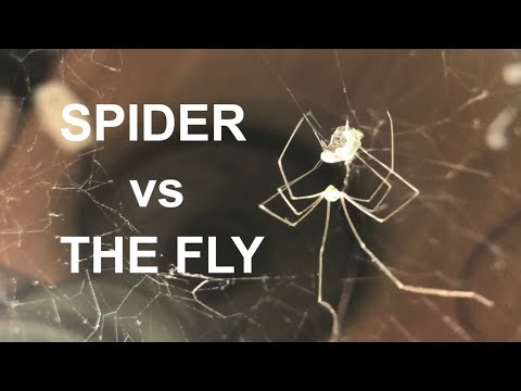 Spider hunts fly / Documentary